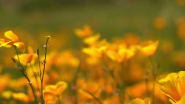 Kalifornie Poppy Zaměření Ven Divoké Květiny Closeup Super Bloom Lake — Stock video