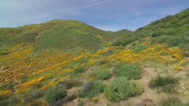 California Poppy Super Bloom Aerial Shot Wildflowers Lake Elsinore Forward — Stock Video