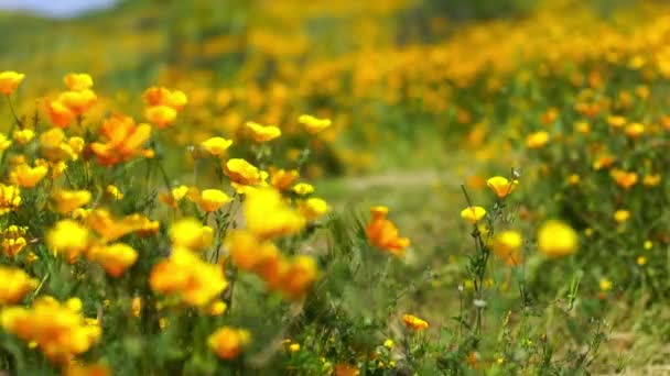 California Poppy Focus Out Wild Flowers Super Bloom Lake Elsinore — Stock Video