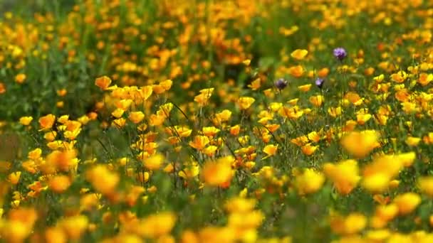 California Amapola Flores Silvestres Super Bloom Lake Elsinore — Vídeo de stock