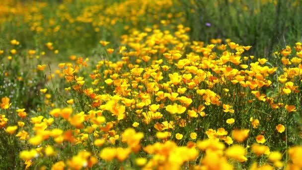 California Papavero Vivido Fiori Selvatici Super Bloom Lake Elsinore — Video Stock