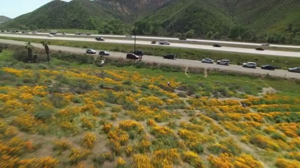 Califórnia Poppy Super Bloom Aerial Shot Wildflowers Freeway Lake Elsinore — Vídeo de Stock