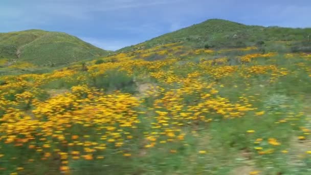 California Poppy Super Bloom Letecký Snímek Divokých Květin Lake Elsinore — Stock video