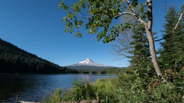 Caperucita Desde Orilla Del Lago Trillium Oregon Time Lapse Daytime — Vídeo de stock