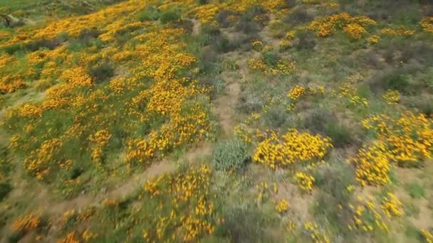California Poppy Super Bloom Colpo Aereo Fiori Selvatici Lago Elsinore — Video Stock