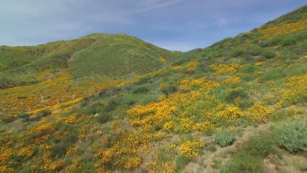 California Poppy Super Bloom Aerial Shot Wildflowers Lake Elsinore Forward — Stock Video