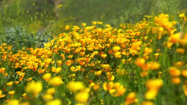 California Poppy Vívidas Flores Silvestres Amarillas Super Bloom Lake Elsinore — Vídeo de stock