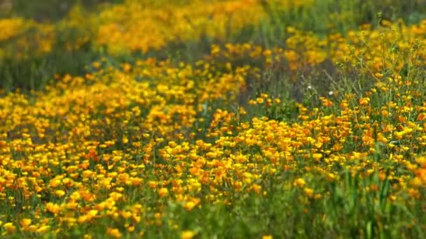 Campo Flores Silvestres Amapola California Super Bloom Lake Elsinore — Vídeo de stock