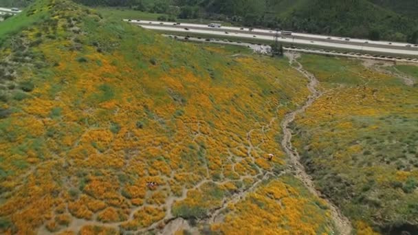 California Poppy Super Bloom Aerial Shot Wildflowers Freeway Lake Elsinore — Stock Video