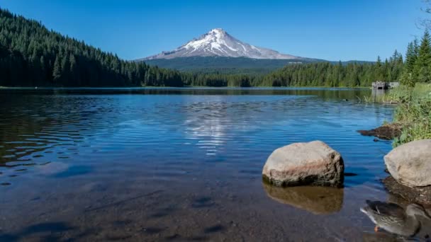 Hood Dağı Trillium Gölü Sahil Zaman Hızı Oregon Yansıdı — Stok video