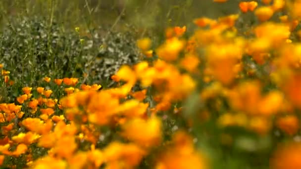 California Poppy Focus Out Wild Flowers Super Bloom Lake Elsinore — Stock Video