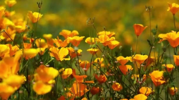 California Poppy Focus Out Wilde Bloemen Super Bloom Lake Elsinore — Stockvideo