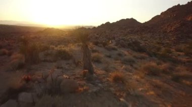 Joshua Tree Çöl Manzarası Mojave Çölünün Hava Çekimi Kaliforniya İleri Uçuşu