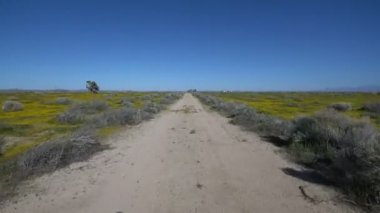 Sürücü Şablonu Joshua Tree Bahar Sezon 4 Çiçek Süper Çiçek Mojave Çölü