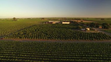 Kaliforniya Şarap Köyü Günbatımı Üzüm bağlarının Hava Çekimi Çiftlikler Çevresinde Dönüyor