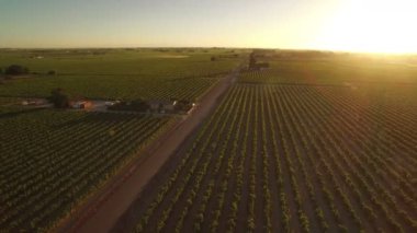 Kaliforniya Şarap Köyü Günbatımı Üzüm bağlarının Hava Çekimi Sağa Döner