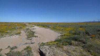 Antilop Vadisi California Poppy Süper Bloom Şablon Şablonu Kirli Yol 01