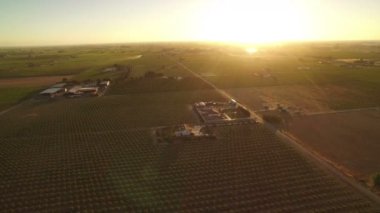 Kaliforniya Şarap Köyü Günbatımı Üzüm bağlarının Hava Çekimi Sağa İzleme