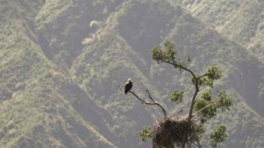Vahşi Kel Kartal Ağacın Üzerinde Dinleniyor San Gabriel Dağları Ulusal Anıtı Kaliforniya