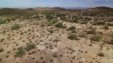 Saguaro Kaktüsü Sonoran Çölünde Arizona ABD otobanında vuruldu.