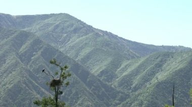 Vahşi Kel Kartal Ağacın Üzerinde Dinleniyor San Gabriel Dağları Ulusal Anıtı Kaliforniya