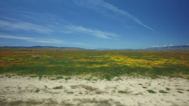 Antelope Valley California Poppy Super Bloom Plantilla Conducción Dirt Road — Vídeo de stock