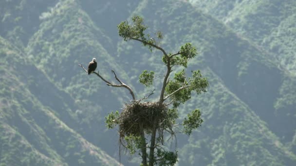 Águia Careca Selvagem Descansando Por Ninho Árvore San Gabriel Mountains — Vídeo de Stock