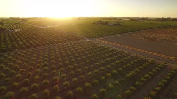 California Wine Country Sunset Aerial Shot Vineyards Back Ward Elevate — Vídeos de Stock