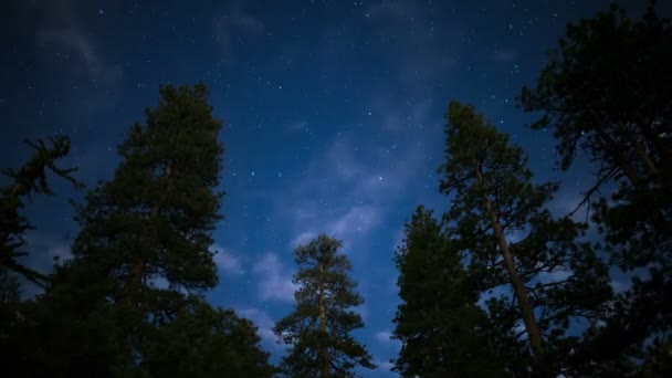Stars Pine Forest Time Lapse San Gabriel Mountains National Monument — Stock video
