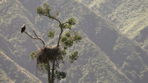 Wilder Weißkopfseeadler Rastet Nest Auf Baum San Gabriel Mountains National — Stockvideo