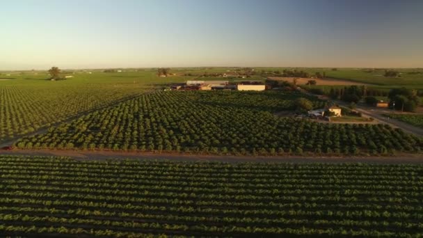 California Wine Country Sunset Aerial Shot Vineyards Rotar Alrededor Las — Vídeo de stock