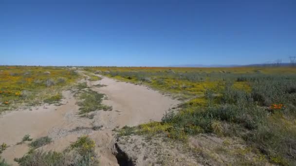 Antelope Valley California Poppy Super Bloom Driving Template Dirt Road — Video Stock