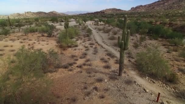 Saguaro Cactus Στο Sonoran Desert Aerial Shot Αριζόνα Ηπα Picnic — Αρχείο Βίντεο