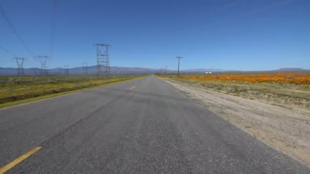 Antelope Valley California Poppy Super Bloom Plantilla Conducción — Vídeo de stock