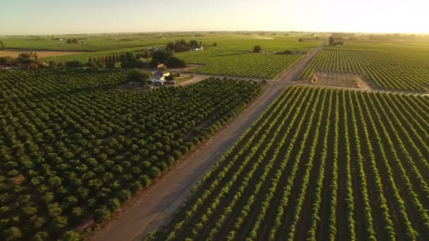 California Wine Country Sunset Aerial Skott Vingårdar Spårning Och Panhöger — Stockvideo