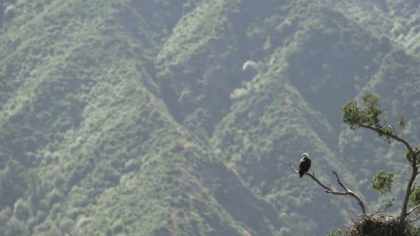 Águia Careca Selvagem Descansando Por Ninho Árvore San Gabriel Mountains — Vídeo de Stock