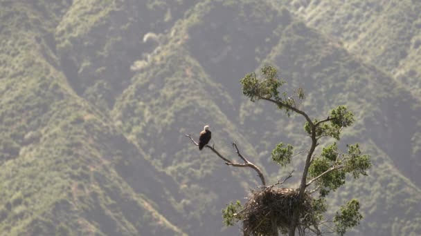 Divoký Orel Plešatý Odpočívá Hnízda Stromě Národní Památka San Gabriel — Stock video