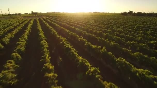 California Wine Country Sunset Aerial Shot Vineyards Forward Tilt Reveal — Vídeo de stock