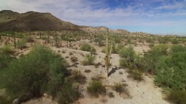 Cactus Saguaro Sonora Desert Aerial Shot Arizona Usa Forward Low — Vídeos de Stock