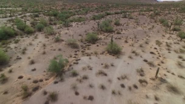 Saguaro Cactus Sonoran Desert Aerial Shot Arizona Verenigde Staten Bird — Stockvideo