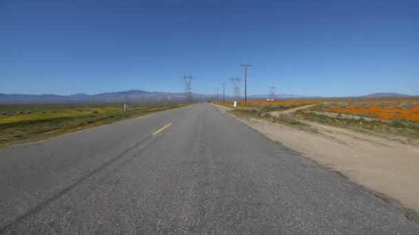 Antelope Valley California Poppy Super Bloom Driving Template — Stock Video