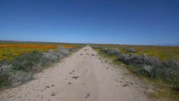Antelope Valley California Poppy Super Bloom Driving Template Dirt Road — Video Stock
