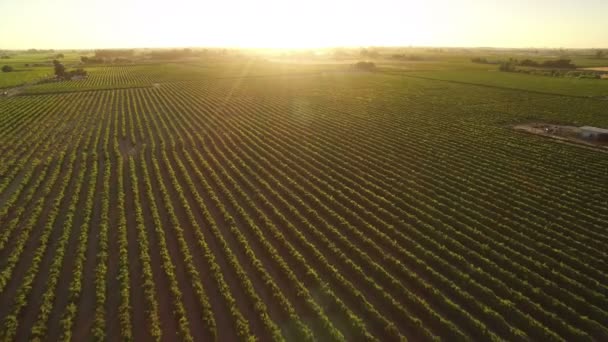 California Wine Country Sunset Aerial Shot Vineyards Backwards — Stock Video