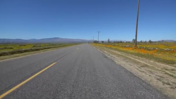 Antelope Valley California Poppy Super Bloom Driving Template — 图库视频影像