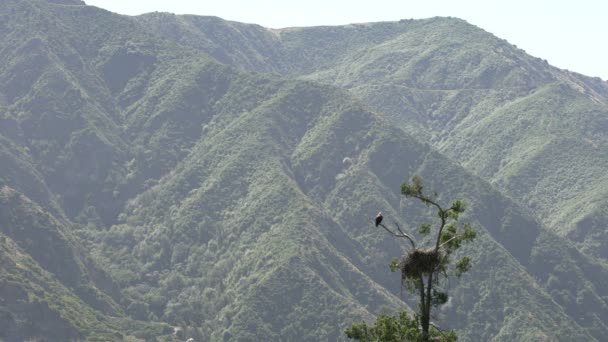 Águila Calva Salvaje Descansando Por Nido Árbol Monumento Nacional Montañas — Vídeos de Stock