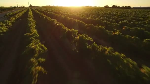 Kalifornien Weinland Sonnenuntergang Luftaufnahme Der Weinberge Vorwärts Niedrige Höhe — Stockvideo