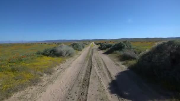 Antelope Valley California Poppy Super Bloom Plantilla Conducción Dirt Road — Vídeos de Stock