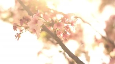 Kiraz Çiçeği Dolly ve Pan Yumuşak Odaklı Güneş Işığı İlkbahar sezonunda Japonya
