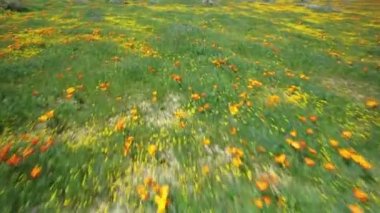 Poppy Flowers Hava Çekimi Süper Bloom Antilop Vadisi Kaliforniya ABD