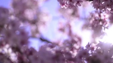 Kiraz Çiçeği Günışığı Dolly ve Pan Yumuşak Odaklanma İlkbahar sezonunda Japonya